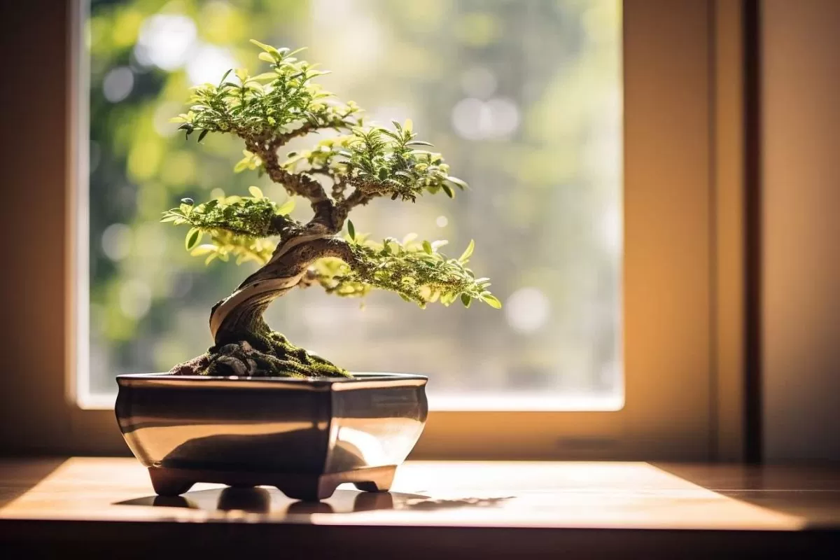choisir le bonsai adapte a linterieur.jpg
